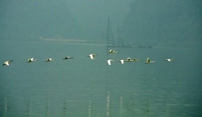 雁行青衣江(杨德明 摄).jpg 雁行青衣江(杨德明 摄).jpg